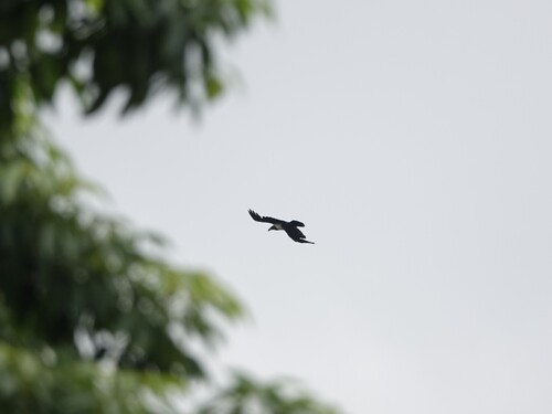 Pied Crow