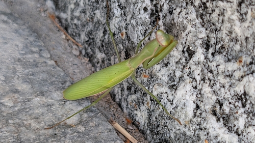 European Mantis