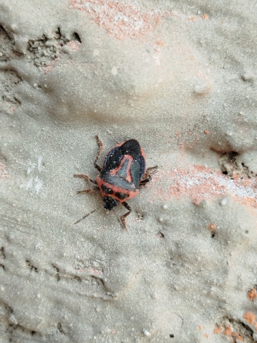 Two-spotted Stink Bug