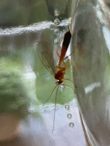 Netelia melanura