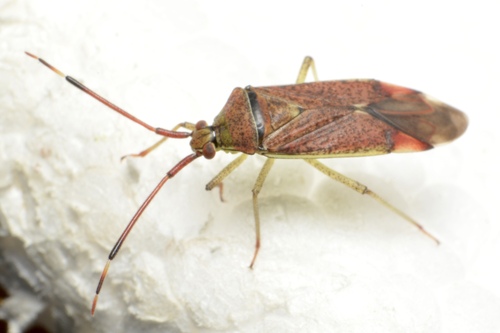 Hazel bug