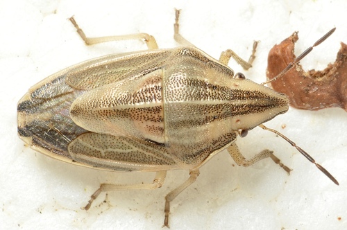 Bishop's Mitre Shield Bug