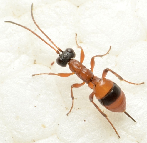 Gelis melanocephalus