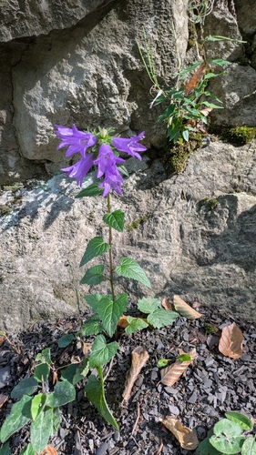 Campanula trachelium, photograph 2