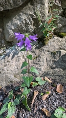 Campanula trachelium, photograph (c) aga_l_, some rights reserved (CC BY)