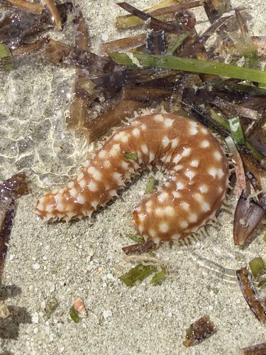 Holothuria hilla observed 2026-09-23