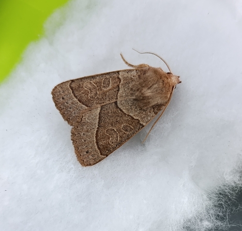 Pale Stigma