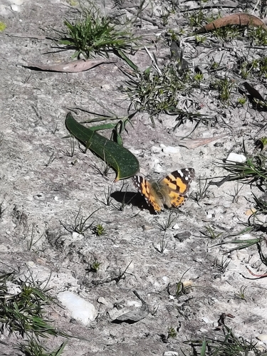 Australian Painted Lady