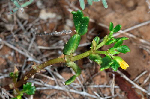 Image of Notched Twinleaf (Roepera crenata) by (c) Chris Lindorff, some rights reserved (CC BY)