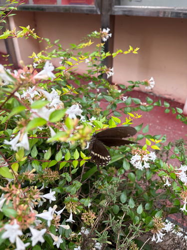 Common Mormon Swallowtail