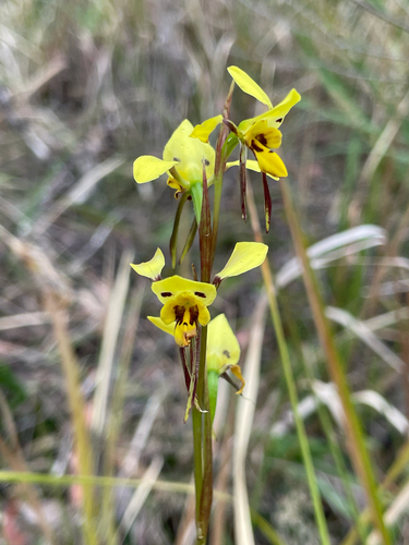 Diuris sulphurea, photograph 3