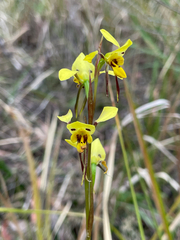 (c) Samuel Frankel, some rights reserved (CC BY) Diuris sulphurea, photograph (c) Samuel Frankel, some rights reserved (CC BY)
