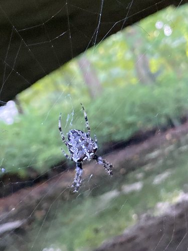 Cross Orbweaver