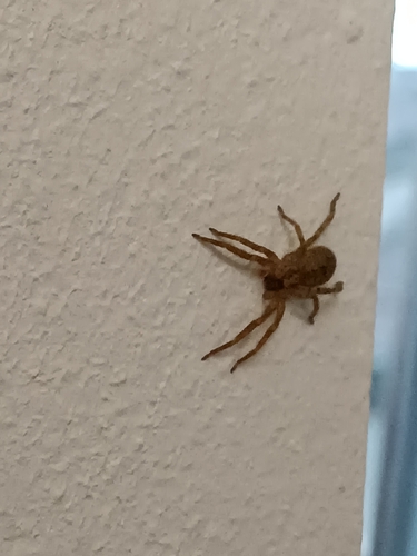 Mediterranean Spiny False Wolf Spider