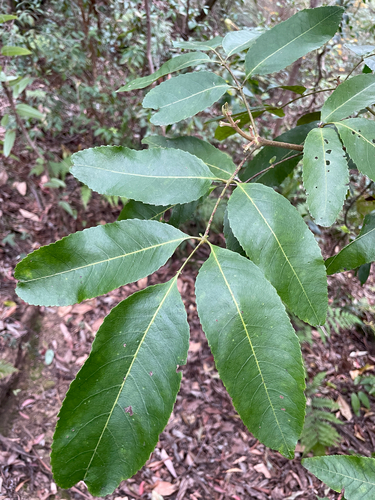 Ackama paniculosa, photograph 1