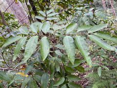 Ackama paniculosa
