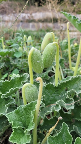 squirting cucumber