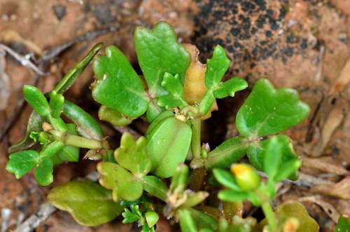 Image of Roepera crenata by (c) Chris Lindorff, some rights reserved (CC BY)