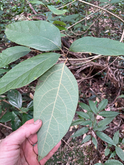 Gmelina leichhardtii