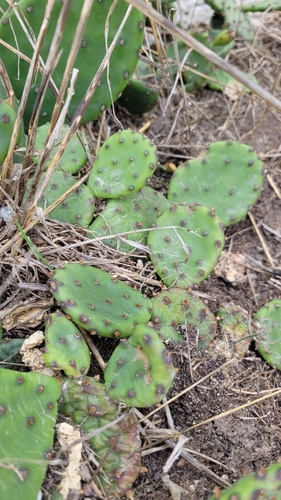 low pricklypear
