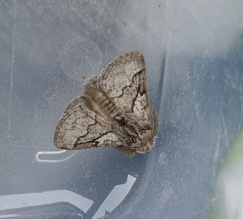pale eggar