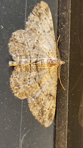 Willow Beauty
