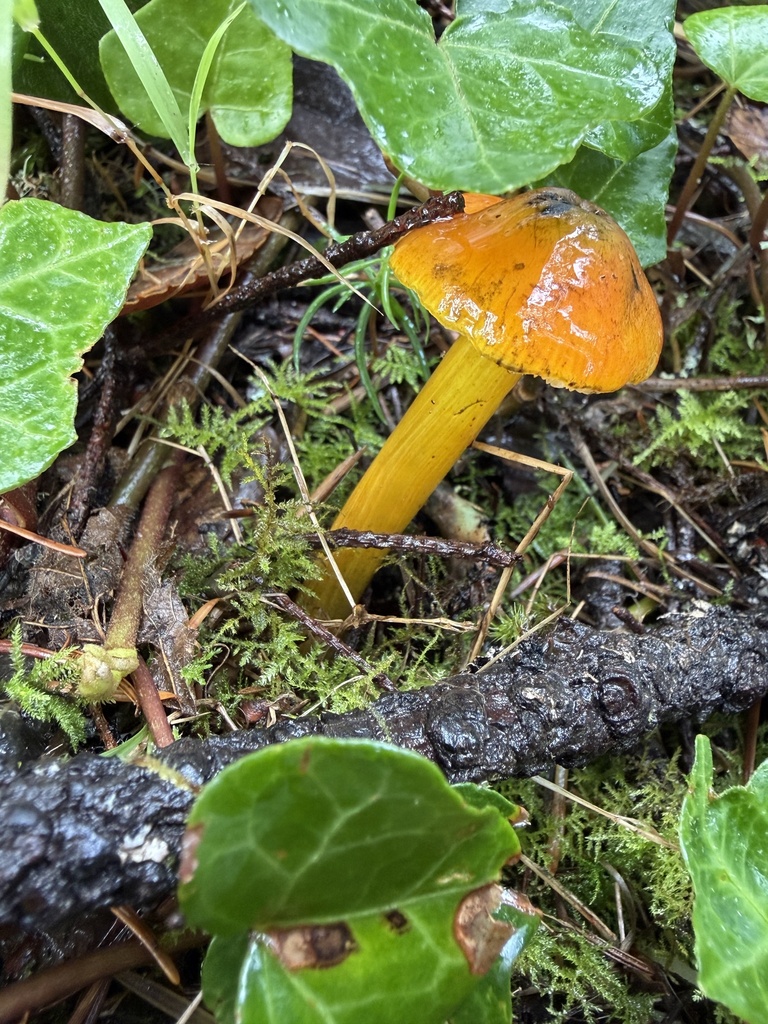 Western Witch's Hat · September 2026 · photo: Photo: no rights reserved · iNaturalist