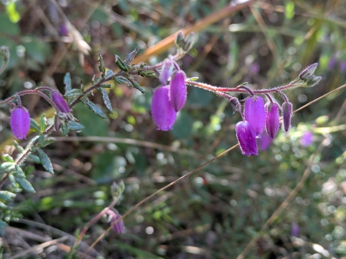 St. Dabeoc's heath