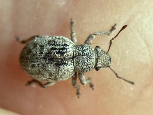 Strophosoma capitatum