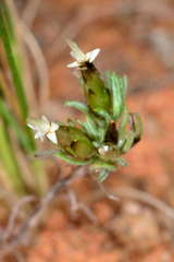 Rhodanthe pygmaea