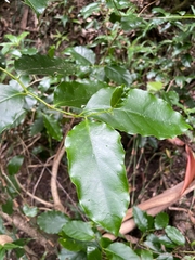 Pennantia cunninghamii