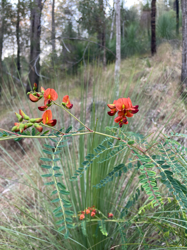Swainsona galegifolia