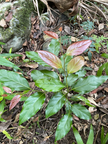 Erythroxylon observed 2026-09-20