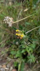(c) aga_l_, some rights reserved (CC BY) Anthyllis vulneraria, photograph (c) aga_l_, some rights reserved (CC BY)