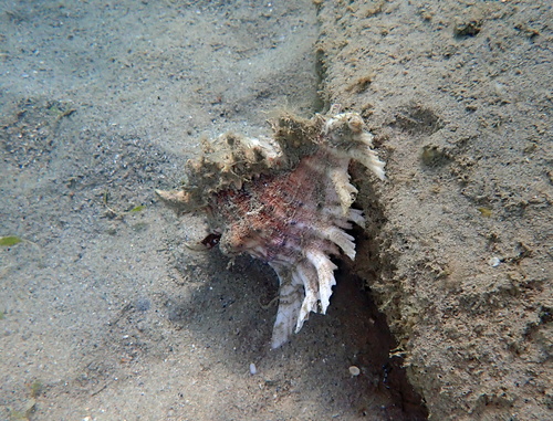 Chicoreus ramosus observed 2026-09-23
