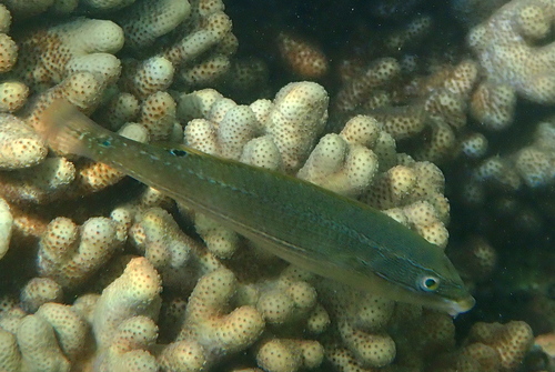 Stethojulis strigiventer observed 2026-09-23