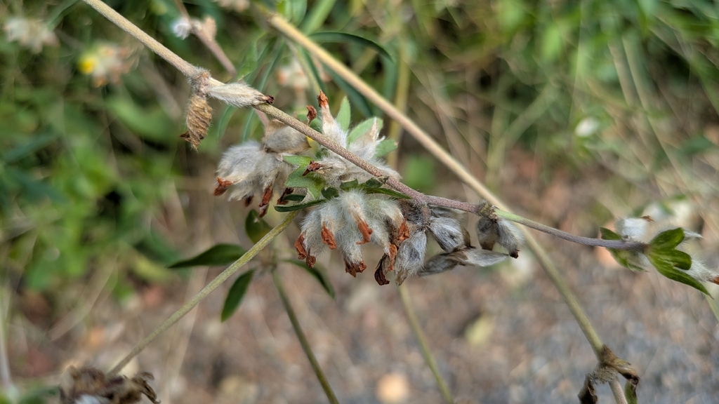 Anthyllis vulneraria; photograph (c) aga_l_, some rights reserved (CC BY)