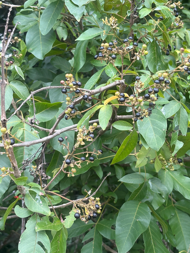 Vitex pinnata observed 2026-09-23