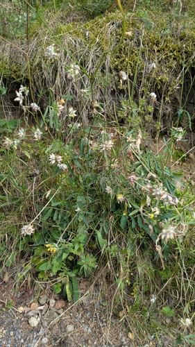 Anthyllis vulneraria, photograph 3