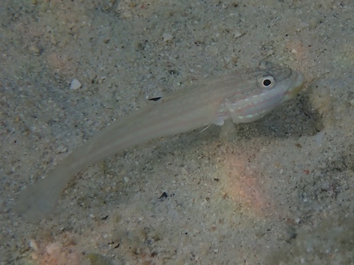Valenciennea muralis observed 2026-09-19