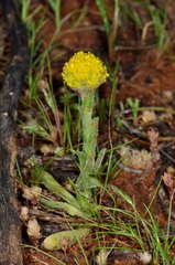 Pycnosorus pleiocephalus
