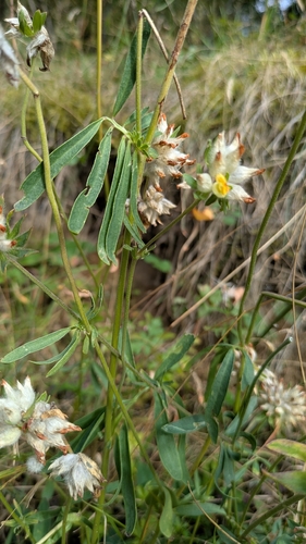 Anthyllis vulneraria, photograph 4