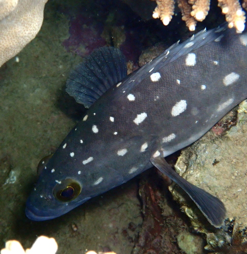 Epinephelus coeruleopunctatus observed 2026-09-23