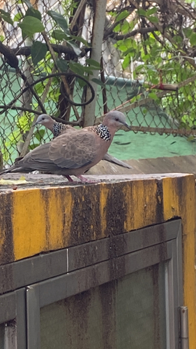 Spotted Dove