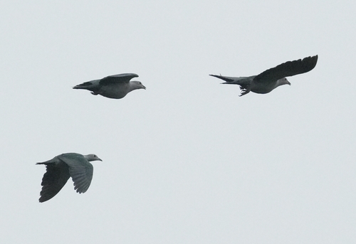 Green Imperial-Pigeon (Sunda)
