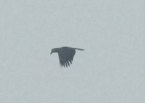 Black Hornbill