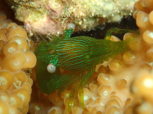 Coralliocaris graminea observed 2026-09-23