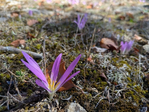 False Meadow Saffron