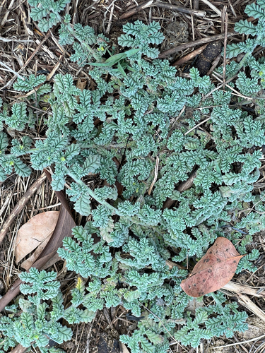 Coldenia procumbens