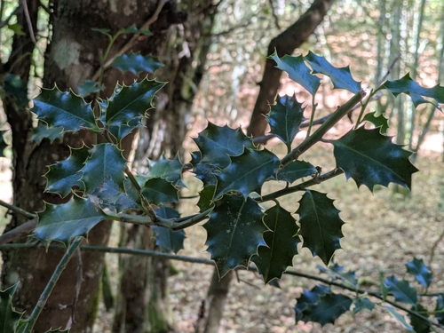 European holly
